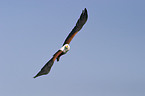 fliegender Schreiseeadler