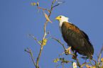 Schreiseeadler