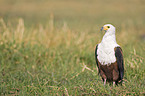 Schreiseeadler