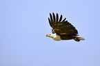 fliegender Schreiseeadler