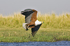 fliegender Schreiseeadler