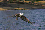 Schreiseeadler mit Beute