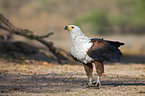 Schreiseeadler