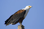 Schreiseeadler