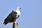 Schreiseeadler