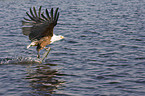 Schreiseeadler mit Beute