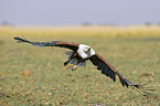 fliegender Schreiseeadler