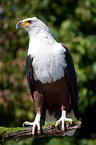 Schreiseeadler