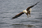 Schreiseeadler