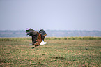 fliegender Schreiseeadler