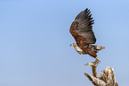 fliegender Schreiseeadler