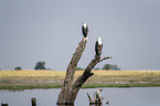 Schreiseeadler