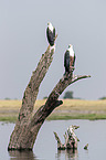 Schreiseeadler