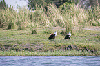 Schreiseeadler