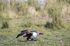 fliegender Schreiseeadler