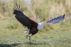 fliegender Schreiseeadler