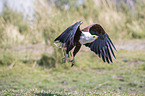 fliegender Schreiseeadler