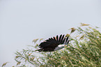 fliegender Schreiseeadler