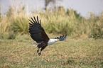 fliegender Schreiseeadler