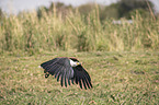 fliegender Schreiseeadler