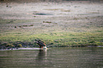 stehender Schreiseeadler