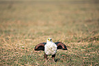 stehender Schreiseeadler