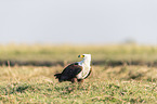 stehender Schreiseeadler