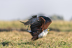 fliegender Schreiseeadler