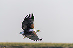 fliegender Schreiseeadler