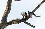 sitzender Schreiseeadler