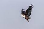 fliegender Schreiseeadler