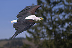 Schreiseeadler