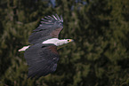 Schreiseeadler