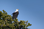 Schreiseeadler