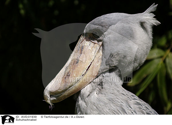 Schuhschnabel / shoebill / AVD-01939