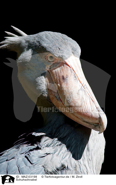 Schuhschnabel / shoebill / MAZ-03198