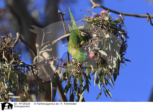 Schuppenlori / scaly-breasted lorikeet / FF-08325