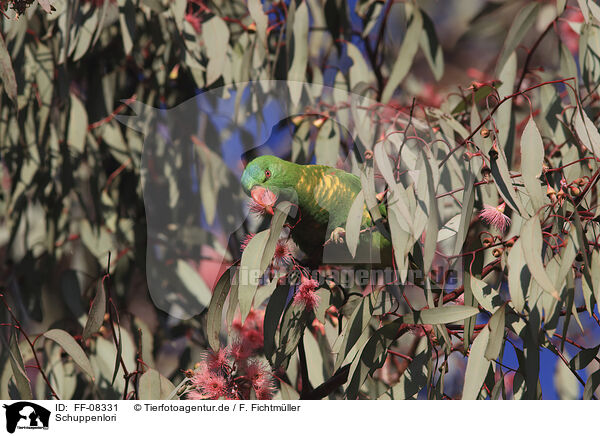 Schuppenlori / scaly-breasted lorikeet / FF-08331