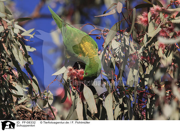 Schuppenlori / scaly-breasted lorikeet / FF-08332