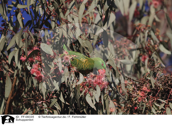 Schuppenlori / scaly-breasted lorikeet / FF-08335