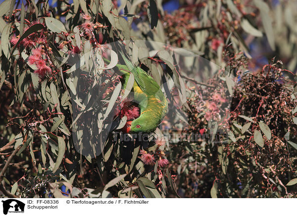 Schuppenlori / scaly-breasted lorikeet / FF-08336