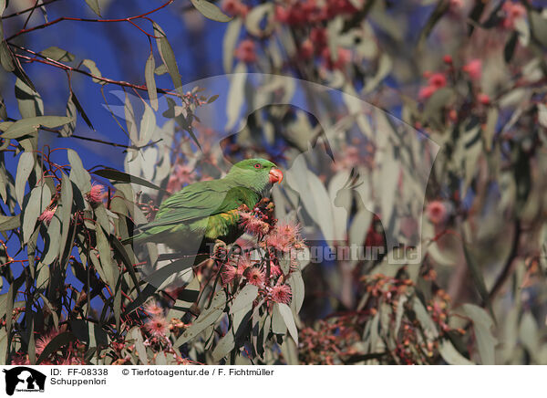 Schuppenlori / scaly-breasted lorikeet / FF-08338