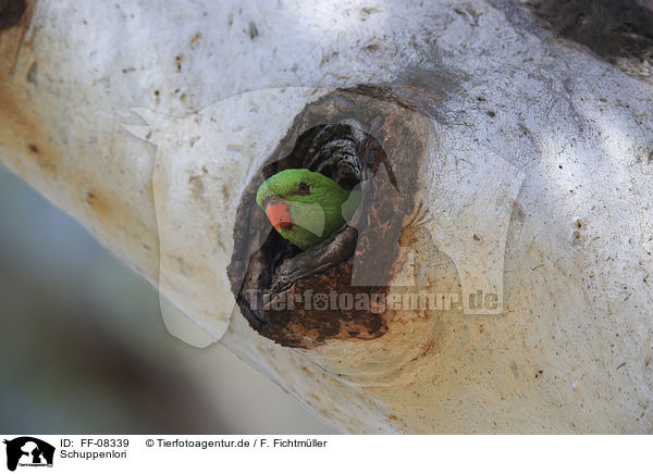 Schuppenlori / scaly-breasted lorikeet / FF-08339