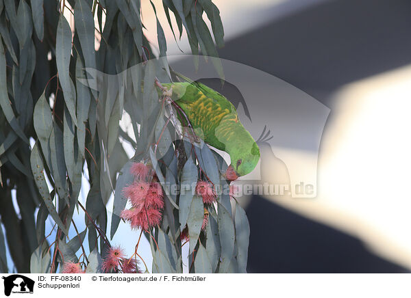 Schuppenlori / scaly-breasted lorikeet / FF-08340
