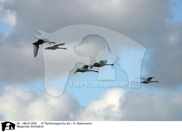 fliegende Schwne / flying swans / HB-01006