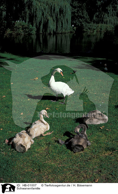 Schwanenfamilie / swan family / HB-01007