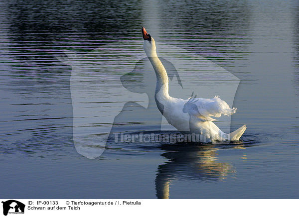 Schwan auf dem Teich / swimming swan / IP-00133