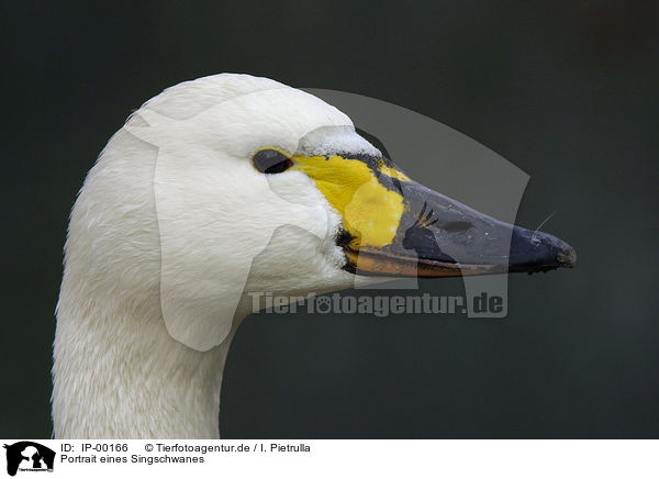 Portrait eines Singschwanes / portrait of a swan / IP-00166