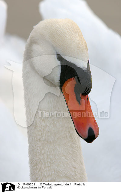 Hckerschwan im Portrait / Portrait of a Swan / IP-00252
