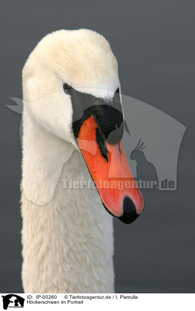 Hckerschwan im Portrait / Portrait of a Swan / IP-00260